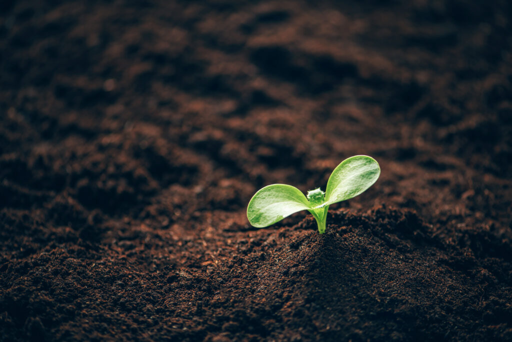 Green plant growing in good soil. Banner with copy space. Agriculture, organic gardening, planting or ecology concept. Young sprouts, seedlings growing. New life concept.