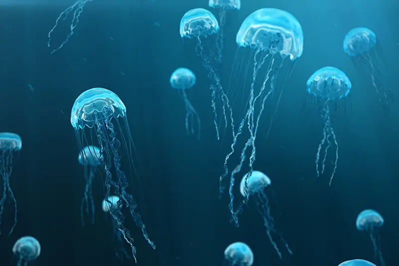 School of jellyfish