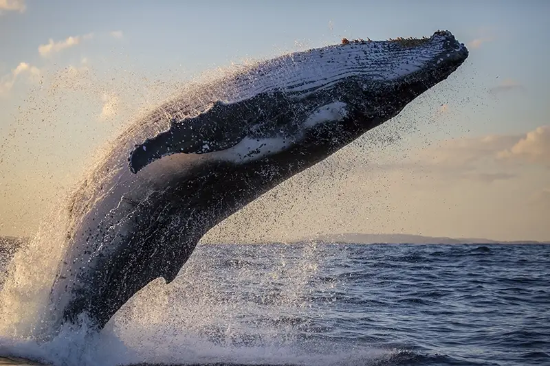 Humpback whale breaching ocean water